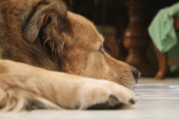 dog sleeping on the floor