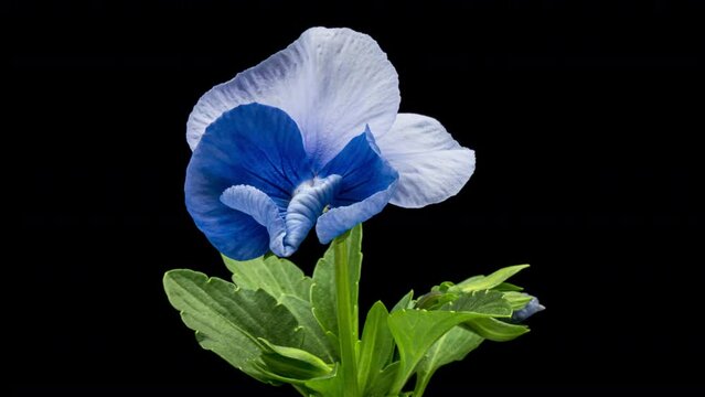 Time lapse of opening blue Pansy flower (Viola tricolor) isolated on black background