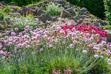 English garden with blooming flowers in early summer. Selective focus