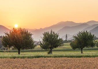 Sunset over the Wheat Field. Photograph was taken in a village Rodine, Slovenia. Macro of wheat and barley in early summer.