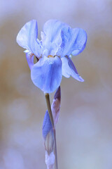 Niebieskie kwiaty Irysy, pastelowe kolory - obrazy, fototapety, plakaty