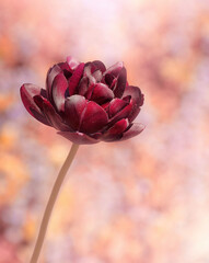 Czerwony kwiat tulipan  - obrazy, fototapety, plakaty