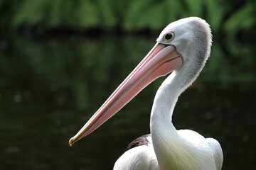 close up of a pelican