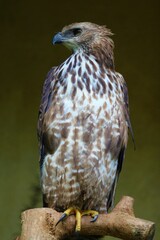close up of a falcon