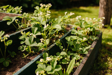 Bushes of strawberry flowers in the backyard