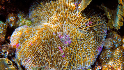 Mushroom coral or Fungia fungites on the tropical coral reef. Beautiful bright colours coral with white and pink spots. Amazing underwater wild world. Diving or snorkeling concept