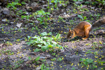squirrel on the ground