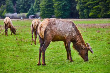 Elk grazing in lush green field