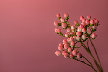 Sprig of hypericum on a pink background