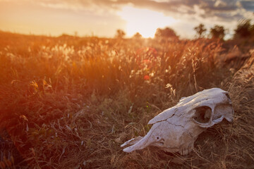 Obraz premium Concept of death. Animal skull on an old faded grass during a summer evening sunset. Death valley landscape in prairie