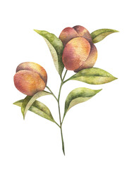 Isolated watercolor illustration of branch with juicy peaches and leaves on white background. Healthy fruits for nutrition.