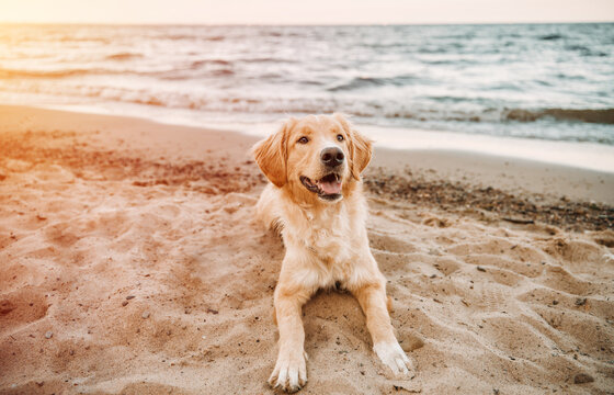 Sunset golden sale retrievers