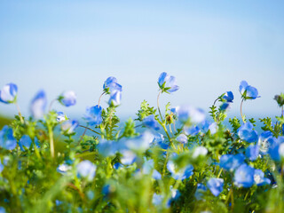 blue flower in sky