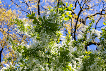 blossoming apple tree