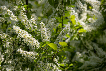 green moss on the wall