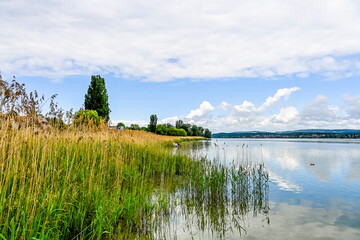 Reichenau, Insel Reichenau, Bodensee, Seeufer, Schilf, Wasservögel, Naturschutz, Uferweg, Wanderweg, Boote, Fischerboote, Sommer, Frühling, Baden-Württemberg, Deutschland