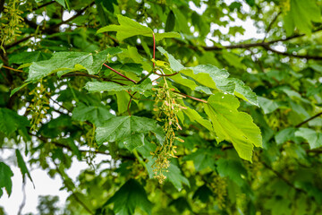 Sycamore maple leaves in the forest on a sunny spring morning