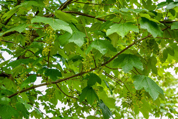 Sycamore maple leaves in the forest on a sunny spring morning