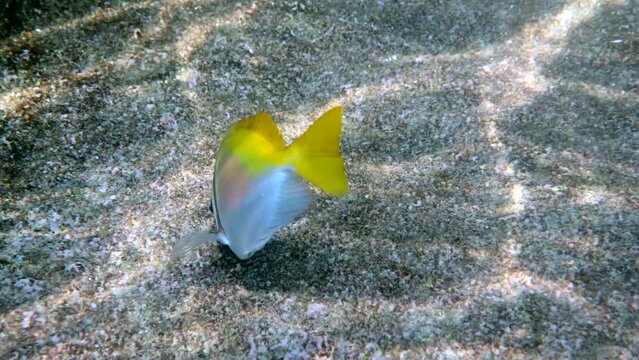Virgate rabbitfish or siganus virgatus or Two Barred Rabbitfish swimming among tropical coral reef. Underwater video of yellow colourful rabbit fish on scuba diving or snorkeling