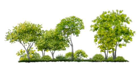 Fototapeta premium Vector watercolor of forest or tree side view isolated on white background for landscape and architecture drawing, elements for environment and garden,botanical elements 
