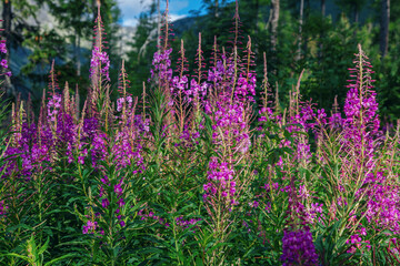 Close up bright purple Willow herb (fireweed or Ivan-tea) Elobium flowers, growing on the meadow