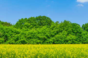 Landschaft Rapsfeld Blauer Himmel