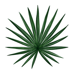 Tropical jungle palm leaf. Realistic hand drawn illustration. Isolated on white.