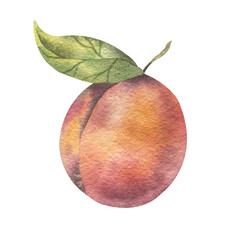 Isolated watercolor illustration of juicy peach and leaf on white background. Healthy fruits for nutrition.