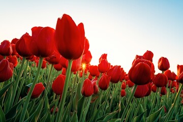 Naklejka premium Tulip in farm