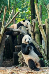 Obraz premium Giant Panda