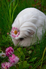 guinea pig on green grass with flowers