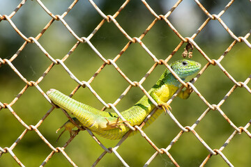 Wild green small lizard sits on an iron fence against the background of the sky in the summer in...