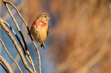 Adult male Common linnet in rutting plumage with early morning light
