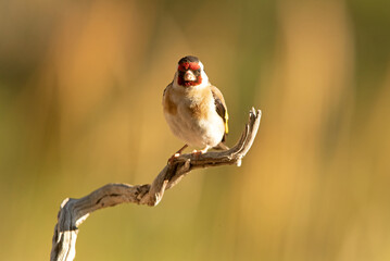 European goldfinch in a natural water point in summer with the first light of the day