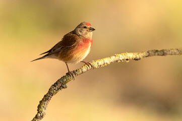 Adult male Common linnet in rutting plumage with early morning light