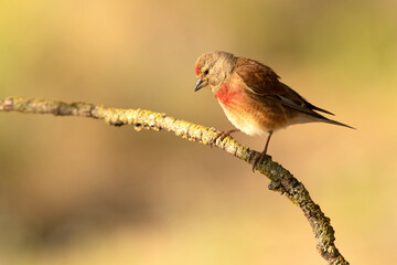 Adult male Common linnet in rutting plumage with early morning light