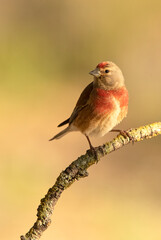 Adult male Common linnet in rutting plumage with early morning light