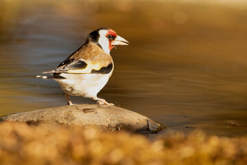 European goldfinch in a natural water point in summer with the first light of the day