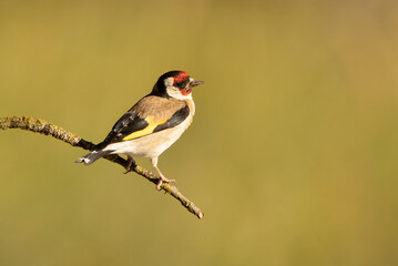 European goldfinch with the first light of the morning in an oak forest