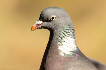 Common woodpigeon with the last lights of the afternoon in a natural water point of a Mediterranean forest