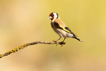 European goldfinch with the first light of the morning in an oak forest