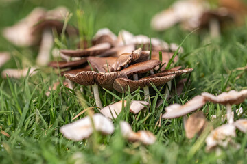 Wild fungus in the garden
