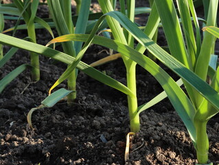 Garlic in the garden on a spring evening
