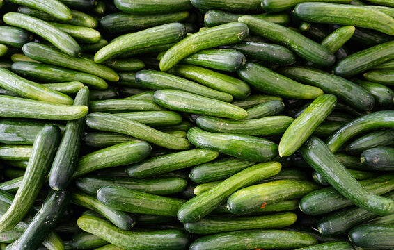 Fresh organic Persian cucumbers crowd a bin at an outdoor farmers market with healthy, natural vegetarian food