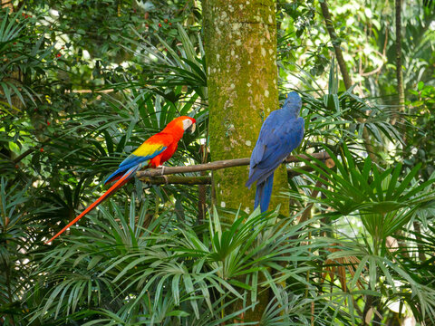 Scarlet macaw and a blue color parrot seated on branch of tree in Park