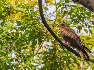 A Black Kite on a tree