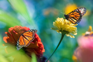 Monarch orange butterflies and  bright summer flowers in a summer garden.