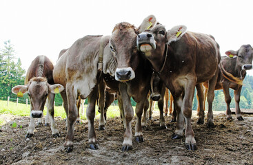 Lustiges junges Braunvieh auf einer Weide in Bayern