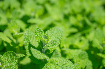 アップルミントの葉 © kikisora