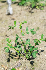 ひよこ豆の発芽